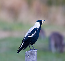 Magpie and Kangaroos on Parkland 9 camping site at Grampians Paradise Camping and Caravan Parkland